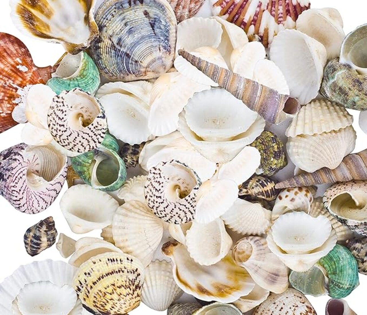 Mixed Natural Sea Shells 80-85PCS for Beach Decor, Assorted Seashells for DIY Crafts, Wedding Party Decorations, Candle Making, Fish Tank Accessories, Vase Fillers, Coastal Home Decor